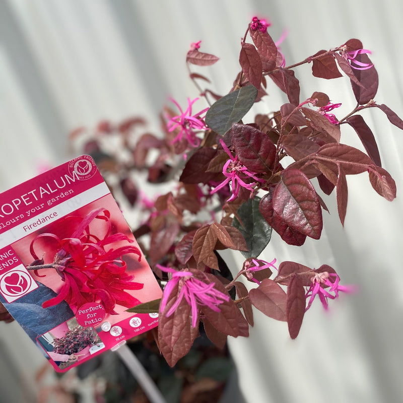 Loropetalum Chinense Fire Dance 2L -