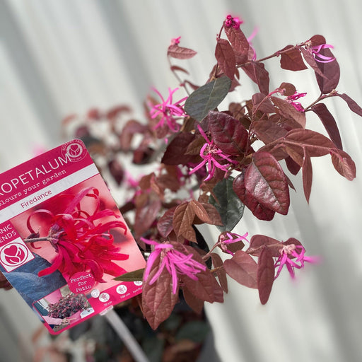Loropetalum Chinense Fire Dance 2L -