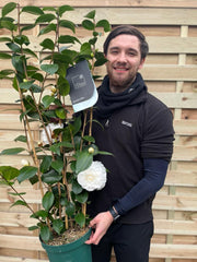 Camellia japonica 'Nuccio's Gem' 2L / 5L (100cm) -