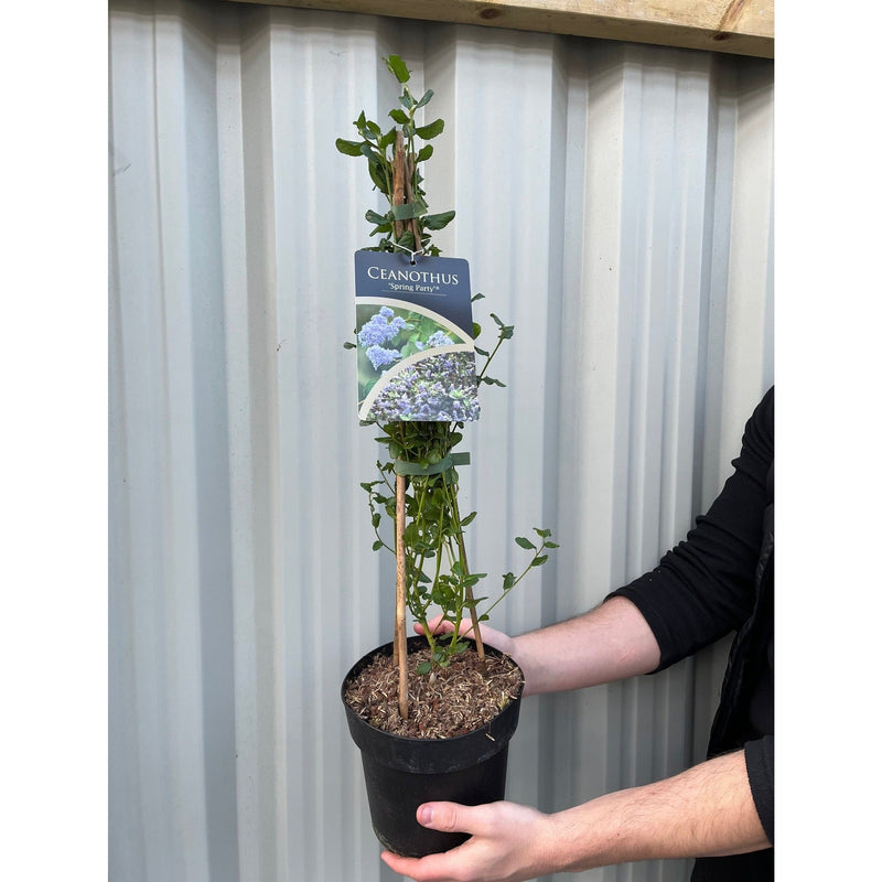 Ceanothus 'Spring Party' (Californian Lilac) 2L -