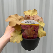 Heuchera 'Peach Flambe' 2L -