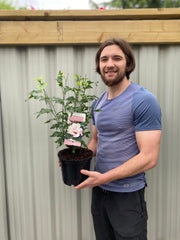 Hibiscus Syriacus 'Leopoldii' - Pink -