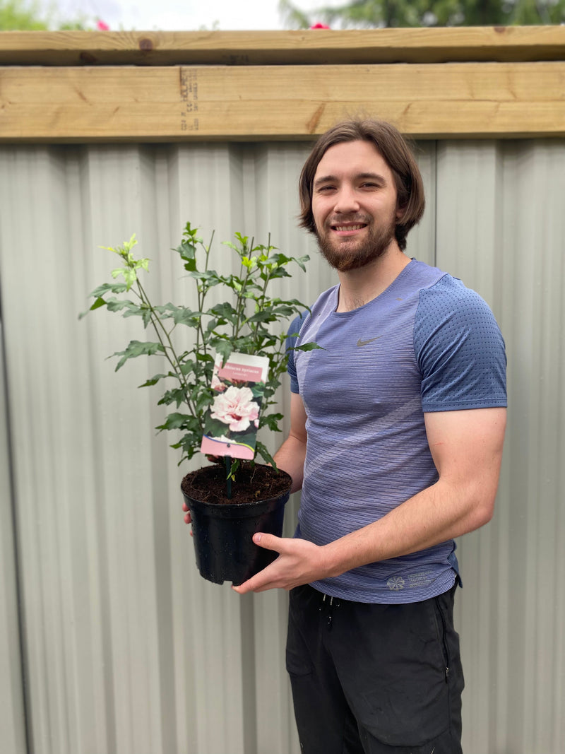 Hibiscus Syriacus 'Leopoldii' - Pink -