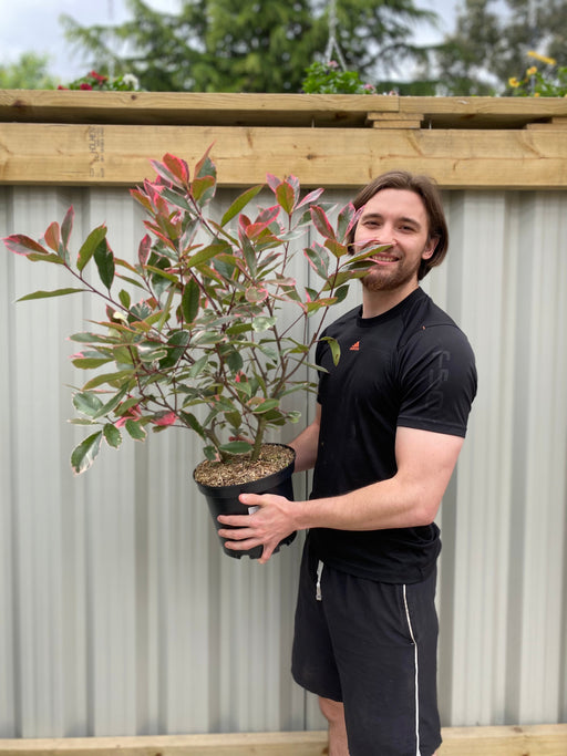 Photina x fraseri 'Louise' 9cm/2L/5L -