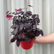Loropetalum Chinense Fire Dance 9cm -