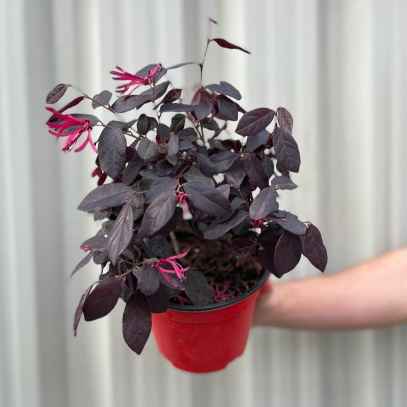 Loropetalum Chinense Fire Dance 9cm -