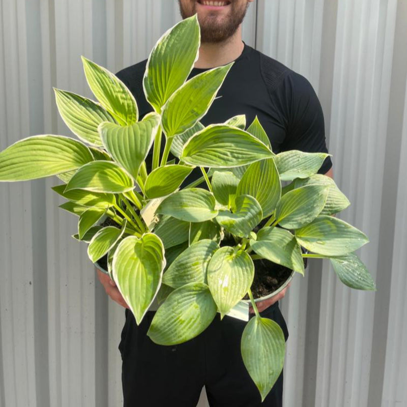 2 x Hosta Plants | Shade Loving Herbecaous Perennials | 2L -