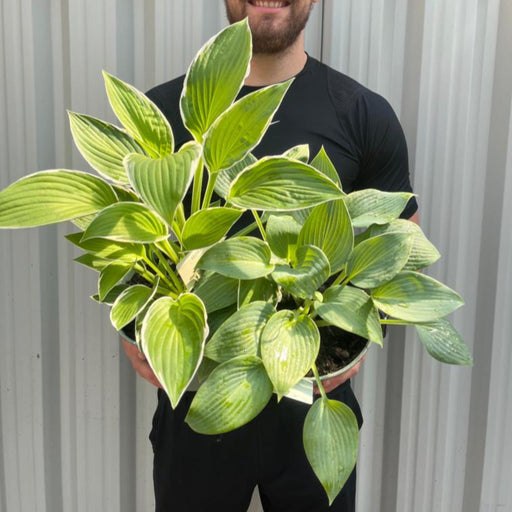 2 x Hosta Plants | Shade Loving Herbecaous Perennials | 2L -