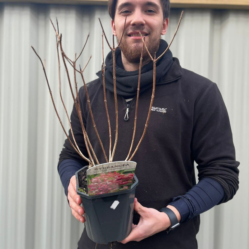 Hydrangea paniculata 'Pink Diamonds' 1/2L -