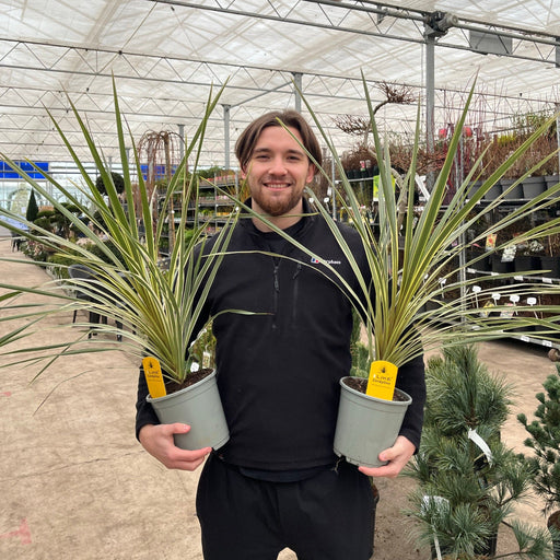 Cordyline australis 'Torbay Dazzler' 2L -