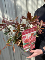 Photinia fraseri 'Pink Marble' 3L -