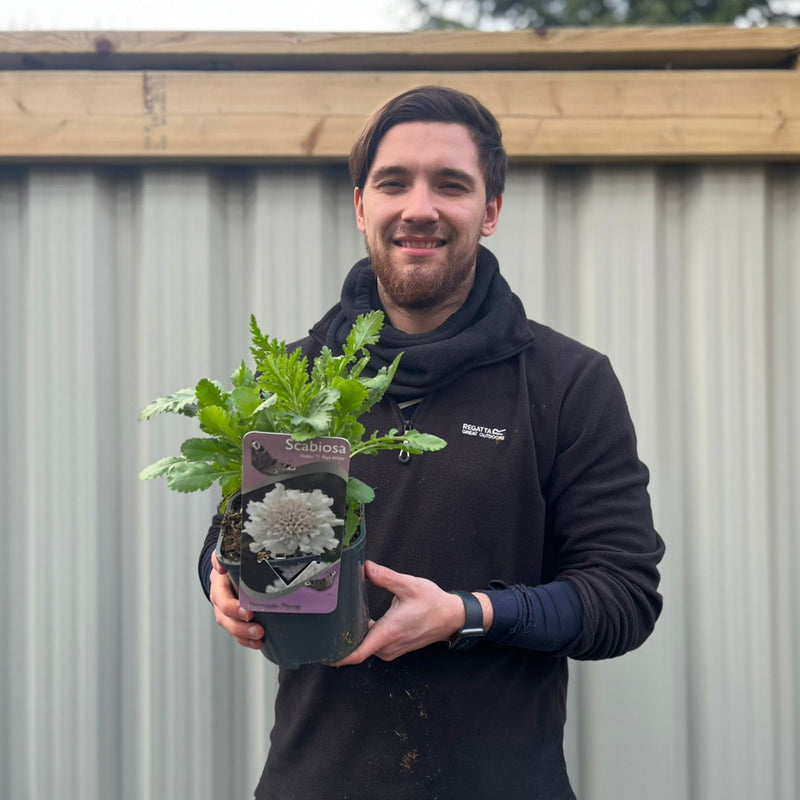 Scabious 'Kudo White' 9cm/2L -