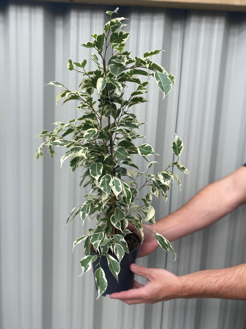 Ficus Benjamina variegated (Weeping Fig) 50-60cm -