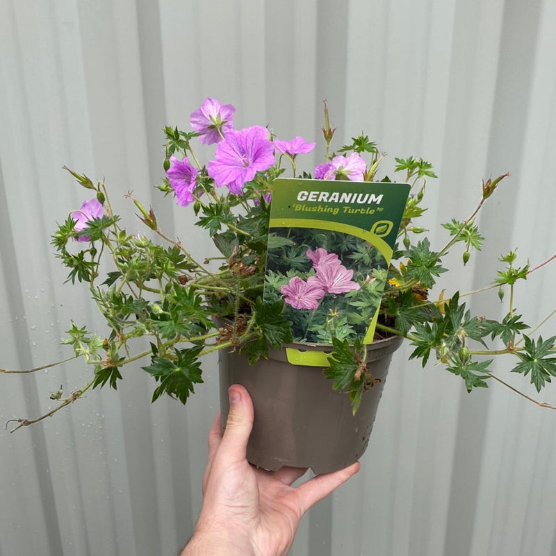 Geranium 'Blushing Turtle' 2L -