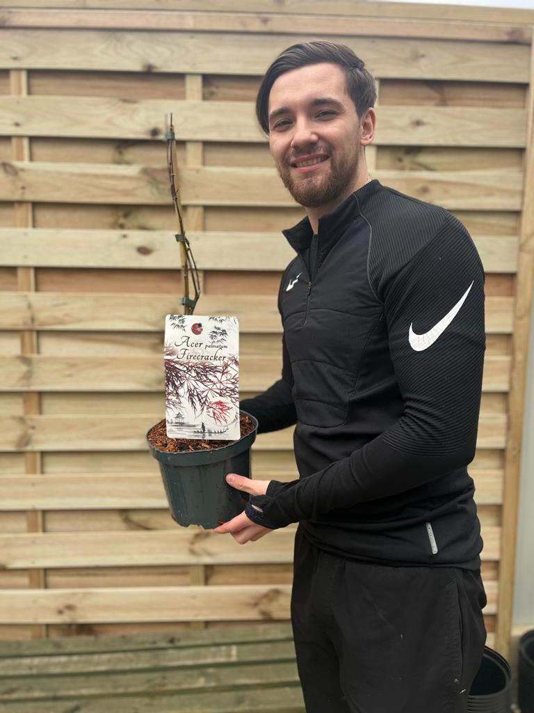 Acer palmatum Firecracker 3L -