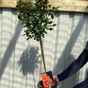 Patio Standard Rose 'Orange' 60-70cm -