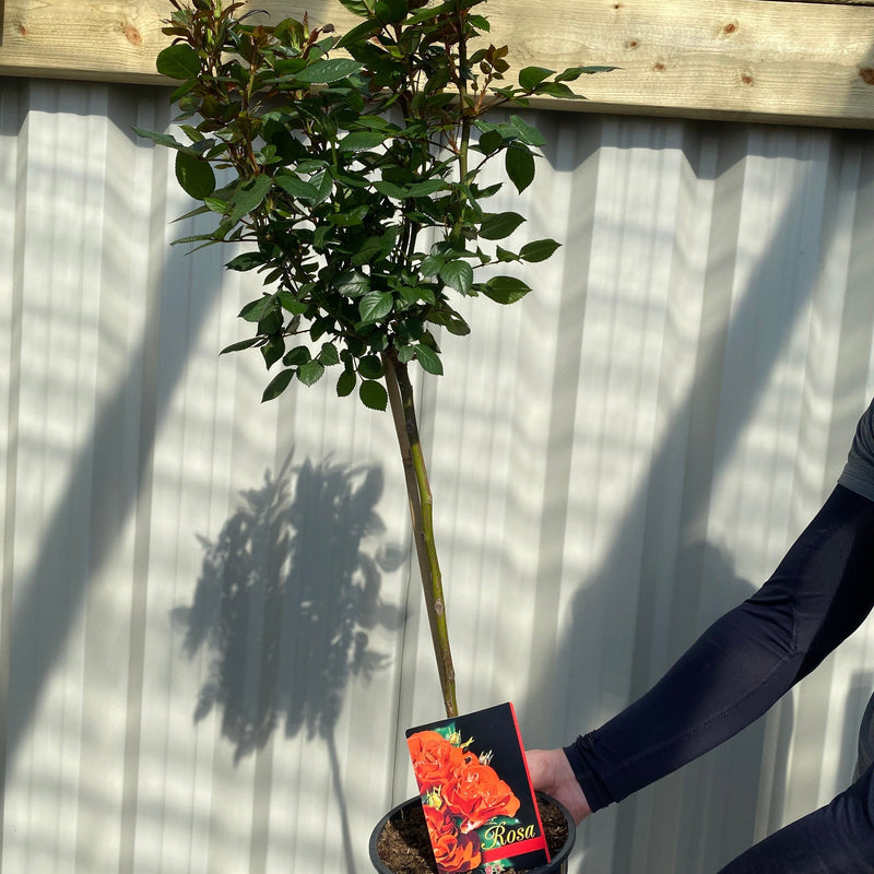 Patio Standard Rose 'Orange' 60-70cm -