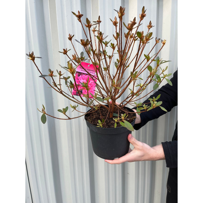 Azalea 'Madamme Van Hecke' 2/5L -