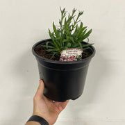 Dianthus Bianca 3L -