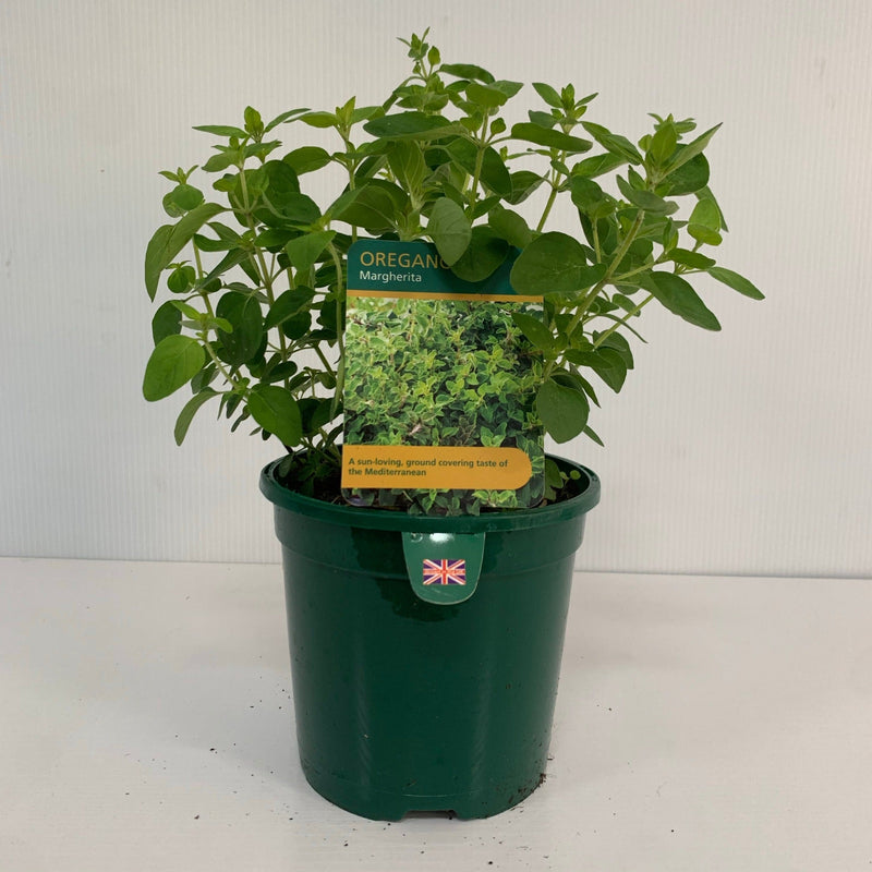 Oregano - Margherita (Herb) 13cm -