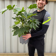 Fatsia japonica 70-80cm (3L) -