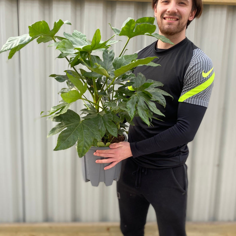 Fatsia japonica 70-80cm (3L) -