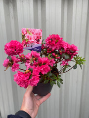 Azalea 'Anne Frank' 1L -