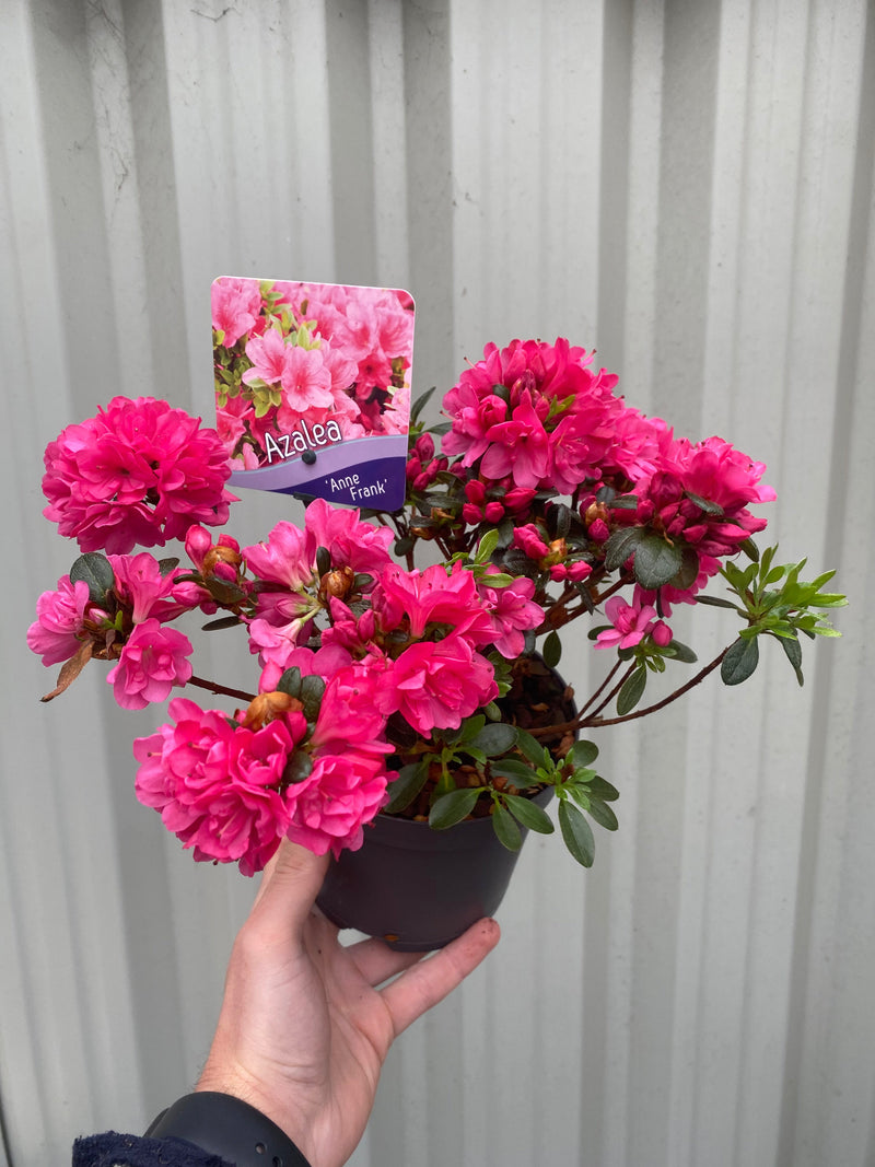 Azalea 'Anne Frank' 1L -