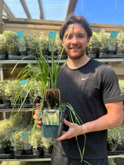 Cortaderia Pampas Grass 'Pumila' 1L/2L/4L -