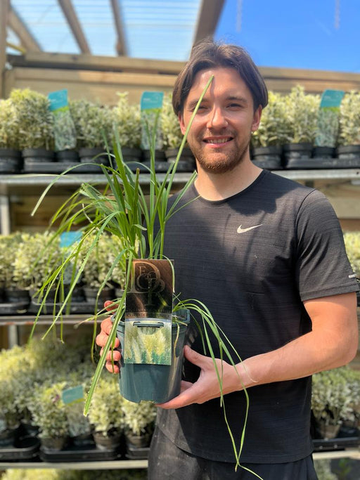 Cortaderia Pampas Grass 'Pumila' 1L/2L/4L -