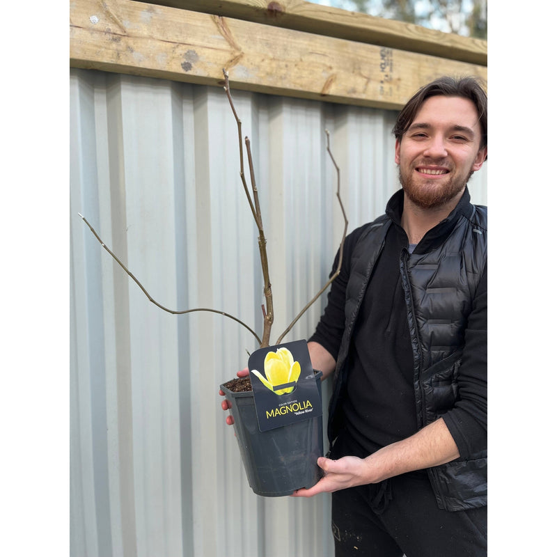 Magnolia denudata 'Yellow River' 2L -