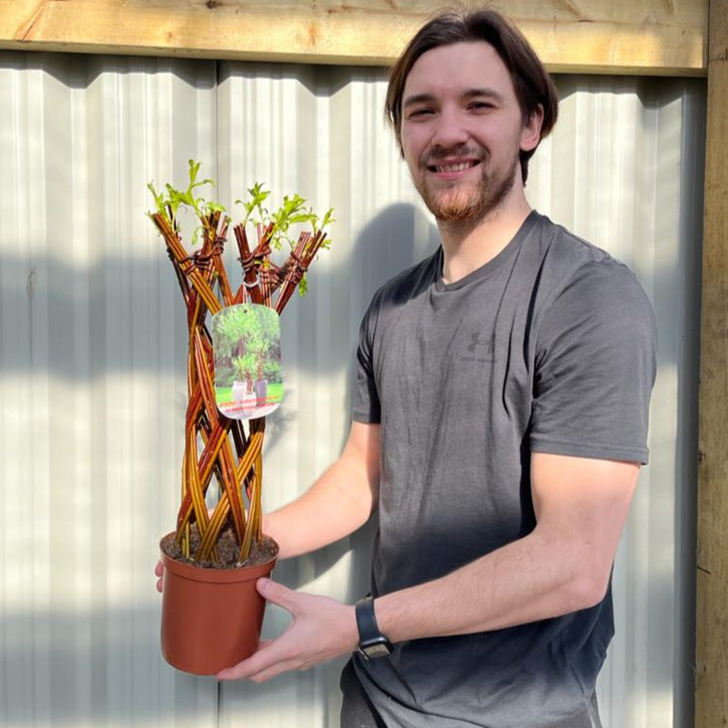 Salix - Living Braided Willow Tree Sculpture (55-60cm -