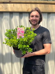 Azalea 'Geisha Pink' 3L -