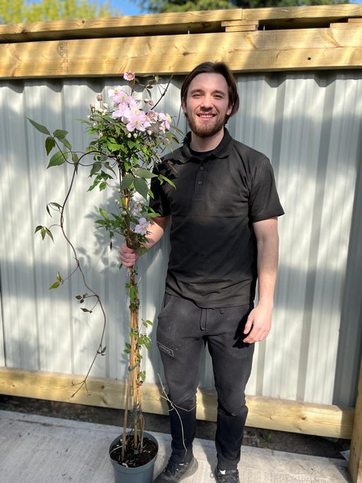 Clematis montana 'Mayleen' 1.7-1.8m -