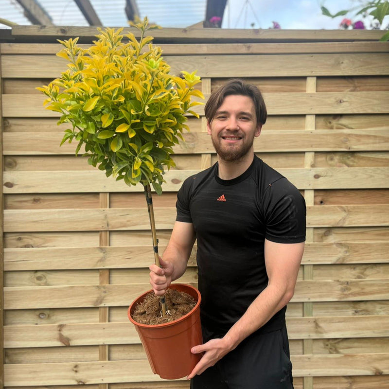 Special offer: Half Standard Euonymus japonica 'Aureus' 100cm (2 for £54.99) -