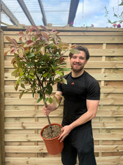 Special offer: Half Standard Photinia 'Red Robin' 100cm (2 for £54.99) -
