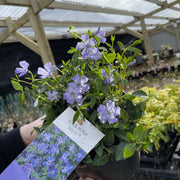 Vinca minor ‘marie’ 9cm / 2L -