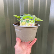 Hollyhock (Alcea) Yellow 'Spring Celebrities Lemon' 1.5L -