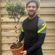 Corkscrew Stem Olive Tree | Hardy Evergreen Potted Tree | 80-90cm -