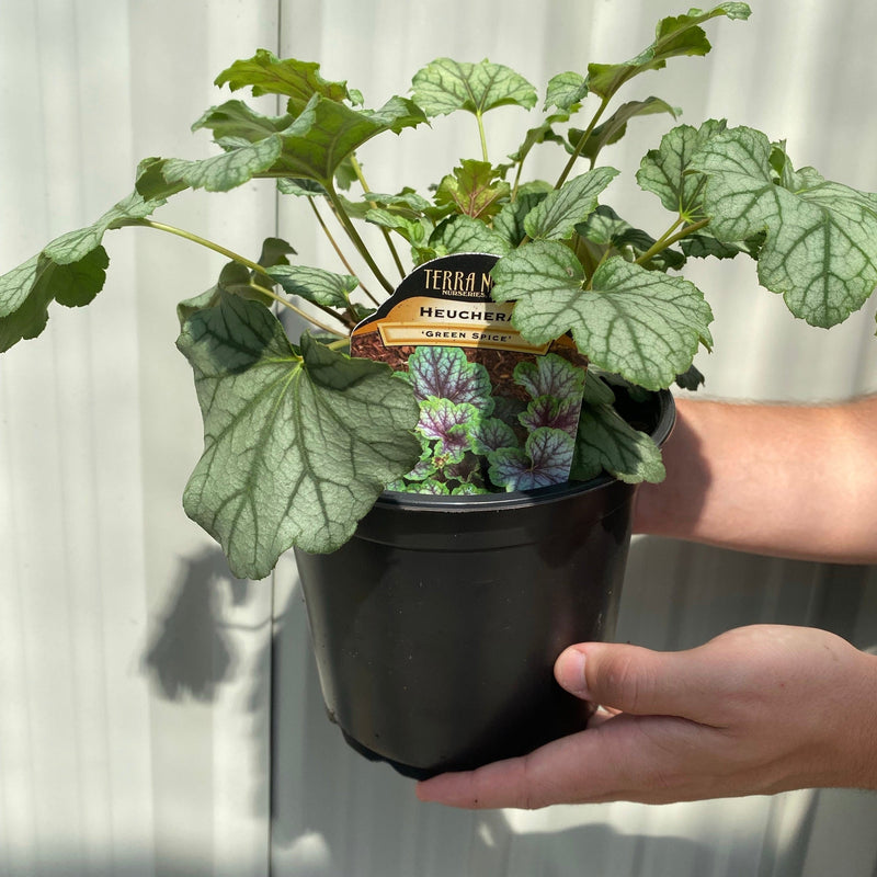 Heuchera 'Green Spice' 2L -