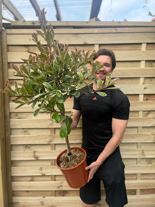 Special offer: Half Standard Photinia 'Pink Marble' 100cm (2 for £54.99) -