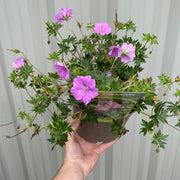 Geranium 'Blushing Turtle' 2L -