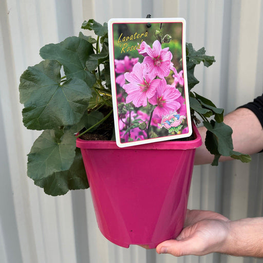 Lavatera 'Rosea' 9cm / 2L -
