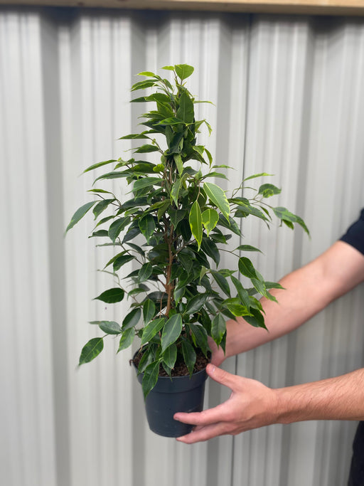 Ficus Benjamina (Weeping Fig) 50-60cm -