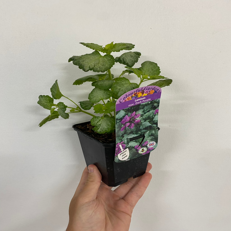 Lamium mac. Dark Purple 9cm -