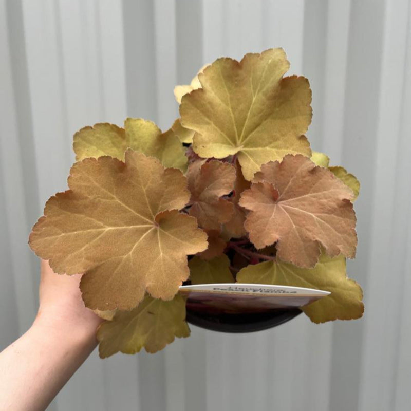 Heuchera 'Peach Flambe' 2L -