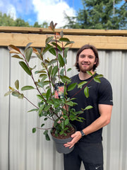 Photinia x fraseri 'Red Robin' -