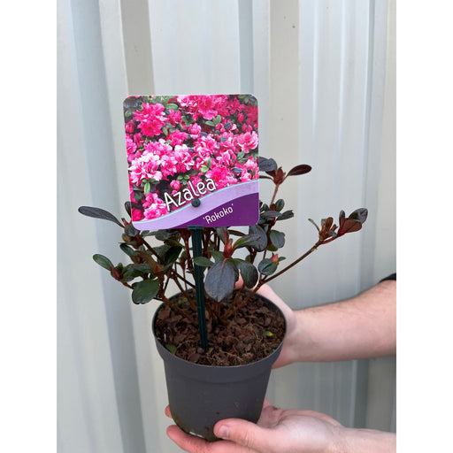 Azalea 'Rokoko' 1L -