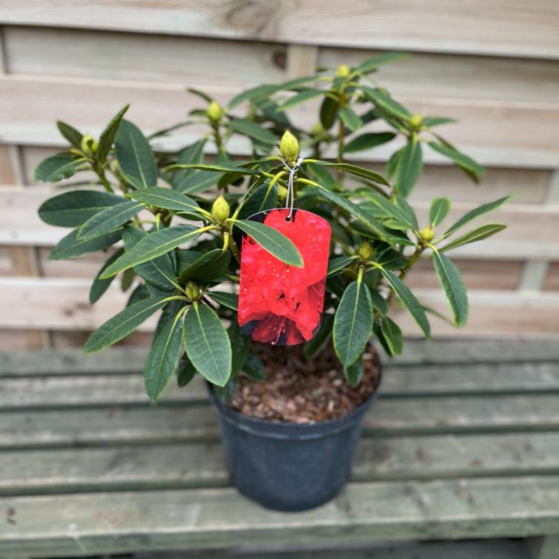 Rhododendron hybride 'Camparina' 5L -