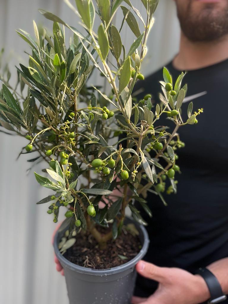 Olive Bush | Olea Europeana (3 Sizes Available) 50-110cm -